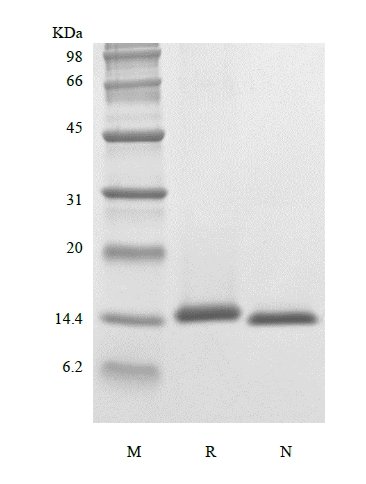 SDS-PAGE of Recombinant Rhesus Macaque Interleukin-4