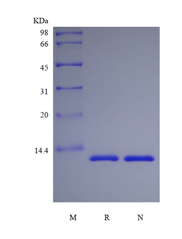 SDS-PAGE of Recombinant Rhesus Macaque Interleukin-13