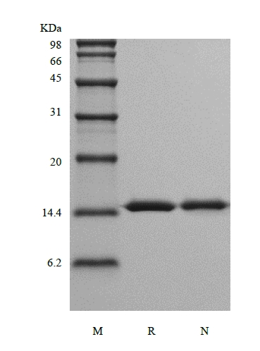 SDS-PAGE of Recombinant Rhesus Macaque Interleukin-16