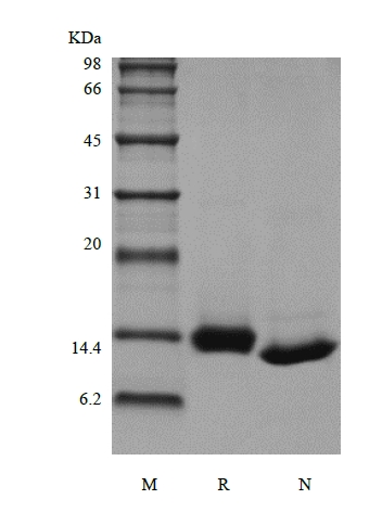 SDS-PAGE of Recombinant Rhesus Macaque Granulocyte-Macrophage Colony Stimulating Factor