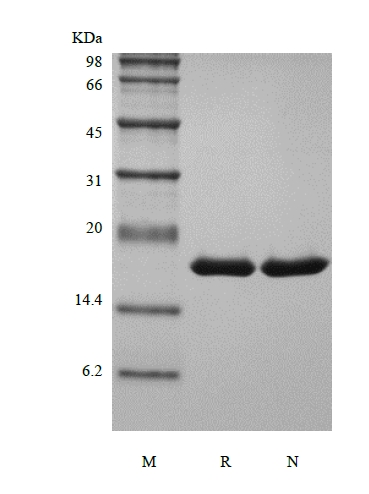 SDS-PAGE of Recombinant Murine Interleukin-1 alpha