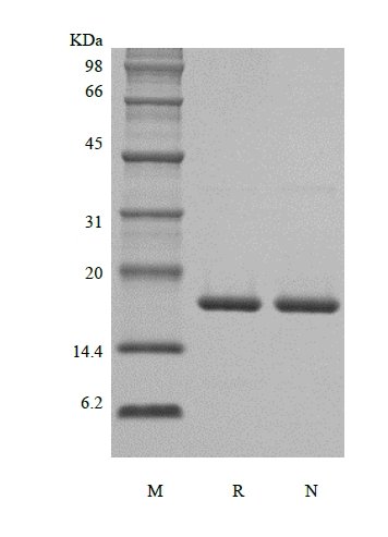 SDS-PAGE of Recombinant Murine Interleukin-1 beta