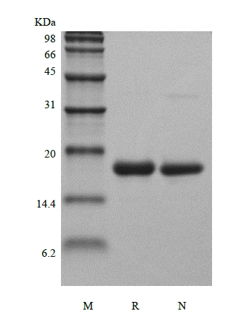 SDS-PAGE of Recombinant Murine Interleukin-2