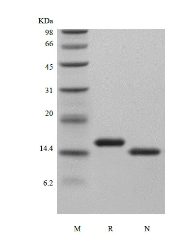 SDS-PAGE of Recombinant Murine Interleukin-3