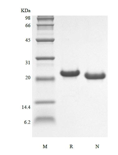 SDS-PAGE of Recombinant Murine Interleukin-6