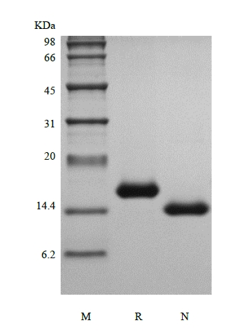 SDS-PAGE of Recombinant Murine Interleukin-7