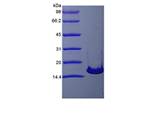 SDS-PAGE of Recombinant Murine Interleukin-21