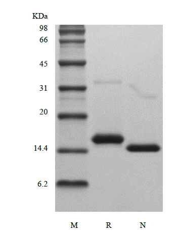 SDS-PAGE of Recombinant Murine Interleukin-22