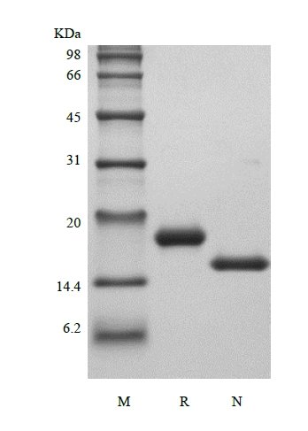 SDS-PAGE of Recombinant Murine Stem Cell Factor