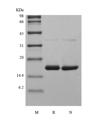 SDS-PAGE of Recombinant Murine Tumor Necrosis Factor-alpha/TNFSF2