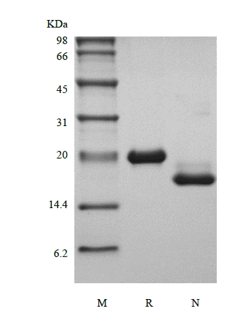 SDS-PAGE of Recombinant Murine Leukemia Inhibitory Factor