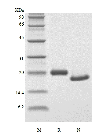 SDS-PAGE of Recombinant Murine Oncostatin-M