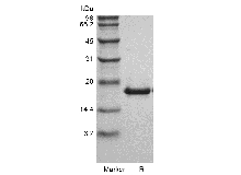 SDS-PAGE of Recombinant Murine LIGHT/TNFSF14