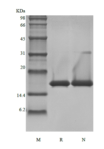 SDS-PAGE of Recombinant Murine Basic Fibroblast Growth Factor