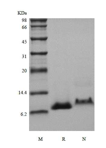 SDS-PAGE of Recombinant Murine Insulin-like Growth factor-1
