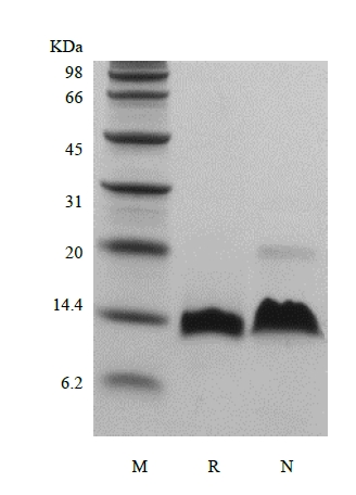 SDS-PAGE of Recombinant Murine Betacellulin