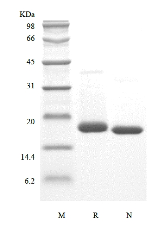 SDS-PAGE of Recombinant Murine Cerebral Dopamine Neurotrophic Factor