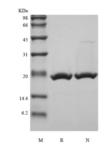 SDS-PAGE of Recombinant Murine Neuropoietin