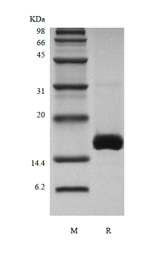 SDS-PAGE of Recombinant Murine Growth Differentiation Factor 7/Bone Morphogenetic Protein-12