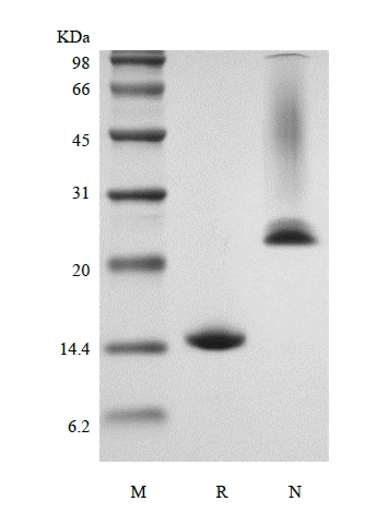 SDS-PAGE of Recombinant Murine Growth Differentiation Factor 5/Bone Morphogenetic Protein-14