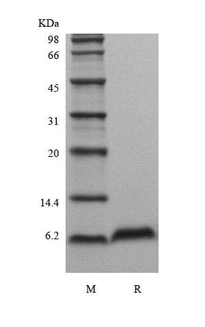 SDS-PAGE of Recombinant Murine Beta-defensin 2