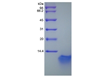 SDS-PAGE of Recombinant Murine Beta-defensin 3
