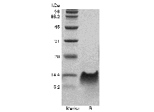 SDS-PAGE of Recombinant Murine Beta-defensin 14