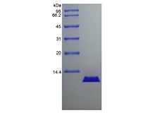 SDS-PAGE of Recombinant Canine Interleukin-8/CXCL8