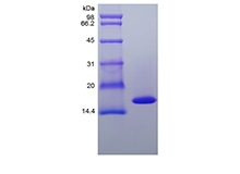 SDS-PAGE of Recombinant Canine Tumor Necrosis Factor-alpha/TNFSF2