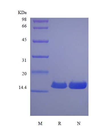 SDS-PAGE of Recombinant Canine Interferon-gamma