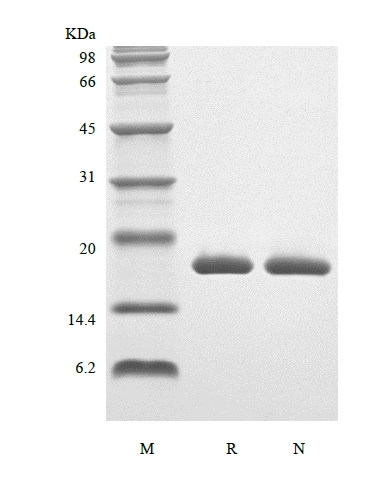 SDS-PAGE of Recombinant Rat Interleukin-1 beta