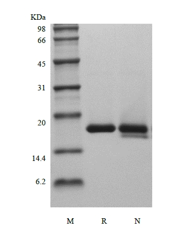 SDS-PAGE of Recombinant Rat Interleukin-1 Receptor Antagonist Protein