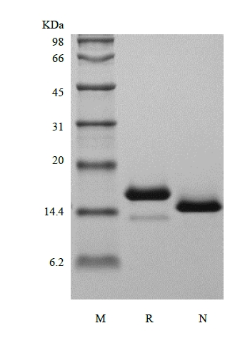 SDS-PAGE of Recombinant Rat Interleukin-3 beta