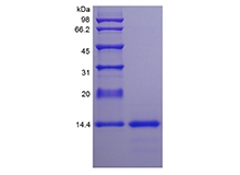 SDS-PAGE of Recombinant Rat Interleukin-4