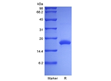 SDS-PAGE of Recombinant Rat Interleukin-10