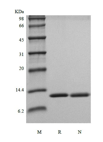 SDS-PAGE of Recombinant Rat Interleukin-13, 113a.a.