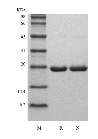 SDS-PAGE of Recombinant Rat Granulocyte Colony-Stimulating Factor