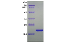 SDS-PAGE of Recombinant Rat Tumor Necrosis Factor-alpha/TNFSF2