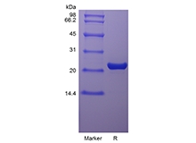 SDS-PAGE of Recombinant Rat Oncostatin-M