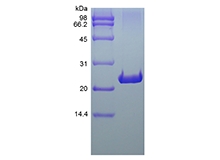 SDS-PAGE of Recombinant Rat Fibroblast Growth Factor 9