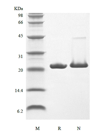 SDS-PAGE of Recombinant Rat Keratinocyte Growth Factor-2/FGF-10