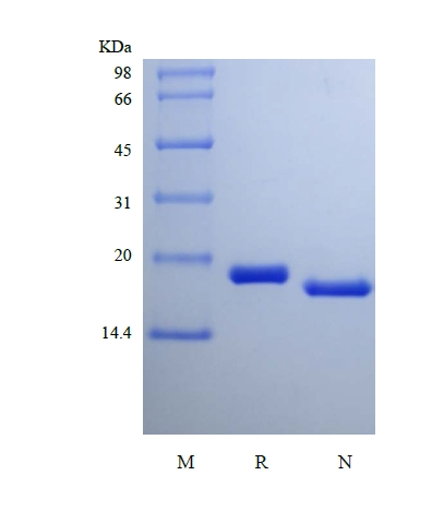 SDS-PAGE of Recombinant Rat Cerebral Dopamine Neurotrophic Factor