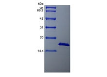 SDS-PAGE of Recombinant Bovine Basic Fibroblast Growth Factor