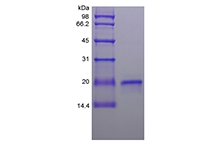 SDS-PAGE of Recombinant Ovine Interferon-tau