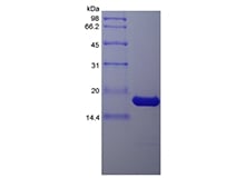 SDS-PAGE of Recombinant Porcine Interleukin-1 beta