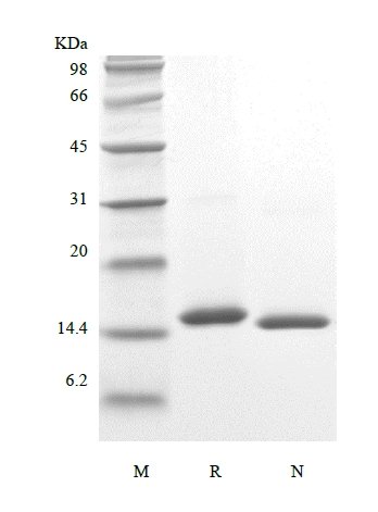 SDS-PAGE of Recombinant Porcine Interleukin-2