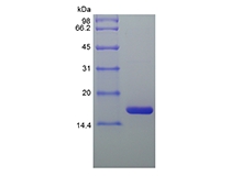 SDS-PAGE of Recombinant Equine Interleukin-1 Receptor Antagonist Protein