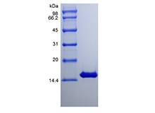 SDS-PAGE of Recombinant Equine Interferon-gamma