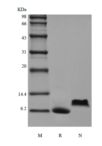 SDS-PAGE of Recombinant Human Growth Regulated Protein-alpha/CXCL1