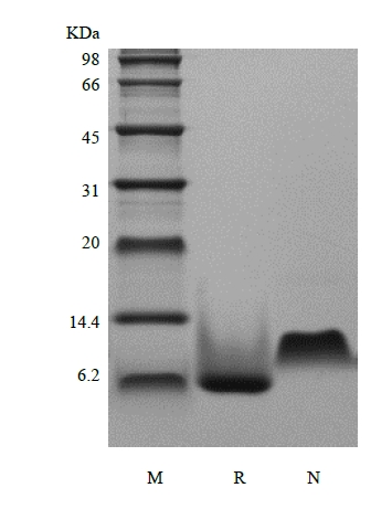SDS-PAGE of Recombinant Human Growth Regulated Protein-gamma/CXCL3